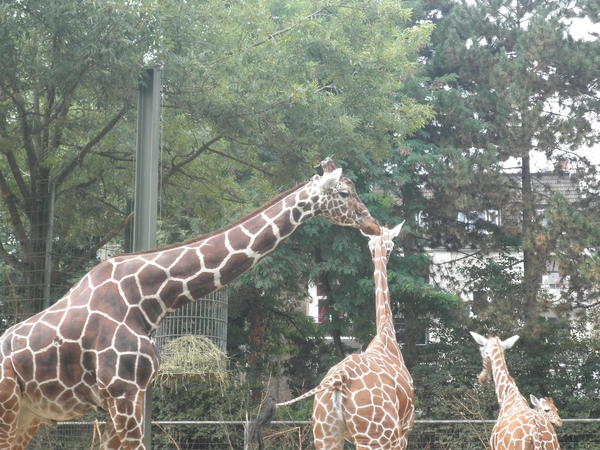 foto's midweek keulen duitsland 376