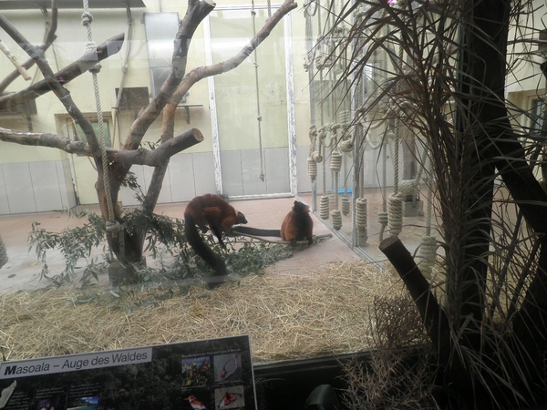 foto's midweek keulen duitsland 377