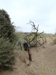 De Panne GR502+ 110913 043