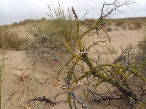 De Panne GR502+ 110913 046