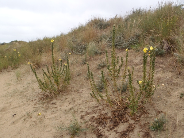 De Panne GR502+ 110913 047