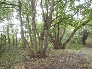 De Panne GR502+ 110913 063