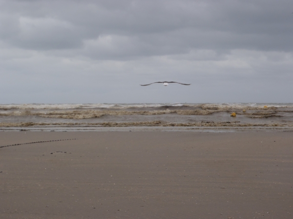 De Panne GR502+ 110913 071