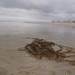 De Panne GR502+ 110913 074