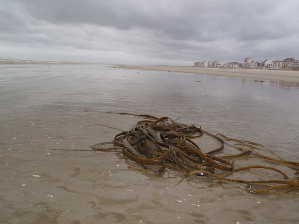 De Panne GR502+ 110913 074