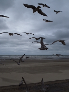 De Panne GR502+ 110913 086