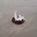 De Panne GR502+ 110913 092