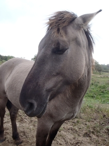 De Panne GR502+ 110913 102