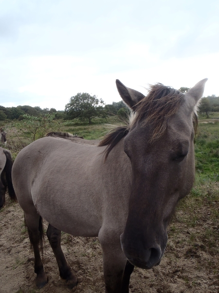 De Panne GR502+ 110913 103