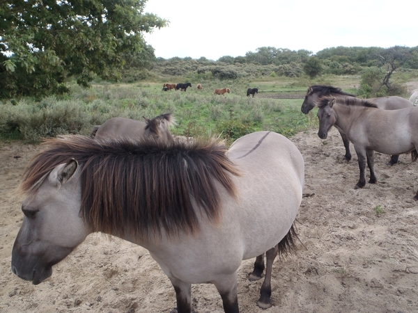 De Panne GR502+ 110913 104