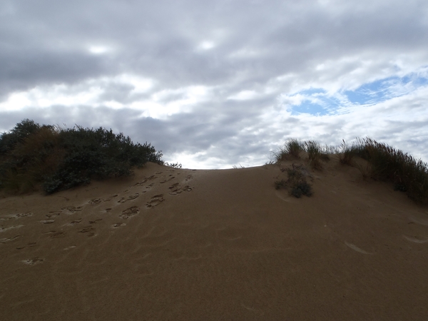 De Panne GR502+ 110913 107