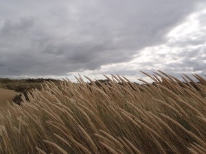 De Panne GR502+ 110913 112