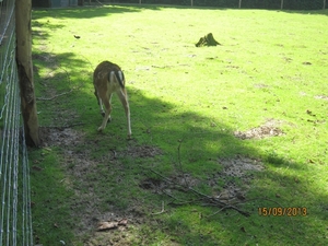 wandeling in Deinze 15-09-2013 104