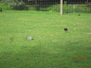 wandeling in Deinze 15-09-2013 109