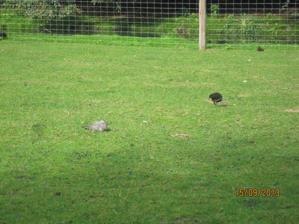 wandeling in Deinze 15-09-2013 109