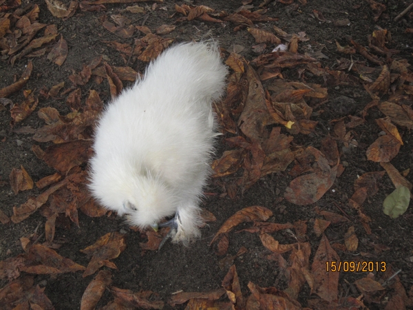 wandeling in Deinze 15-09-2013 124