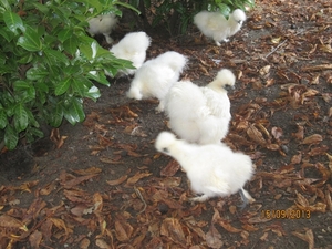 wandeling in Deinze 15-09-2013 125