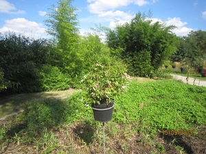 wandeling in Deinze 15-09-2013 129