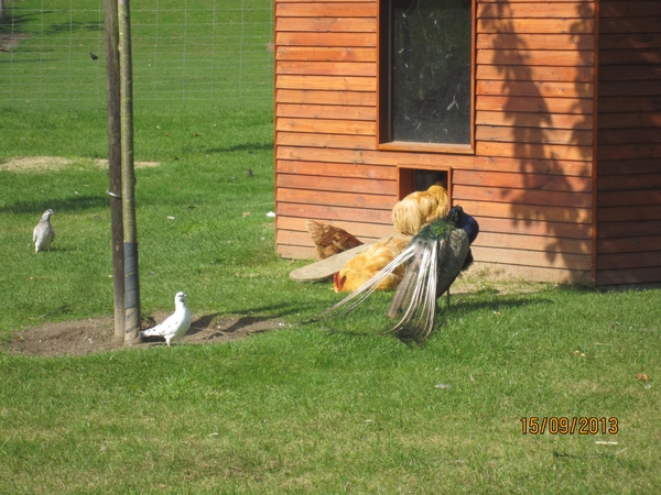 wandeling in Deinze 15-09-2013 147