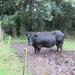 2013-09-15 Deinze 009