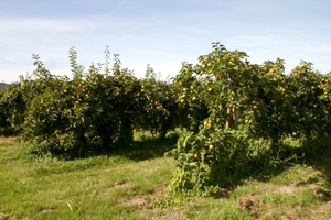 Boomgaarden, natuurlijk