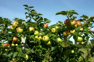 Appelen...cider...calvados