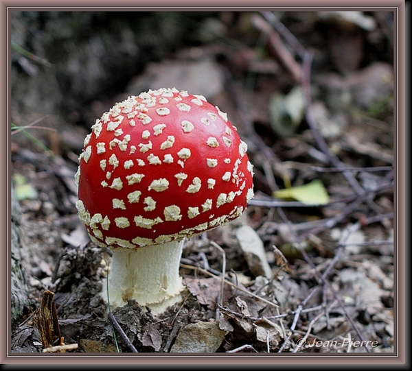 Vliegenzwam - Amanita muscaria IMG-8661 (2)