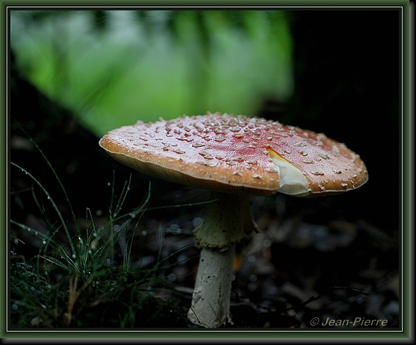 Vliegenzwam - Amanita muscaria IMG-8661