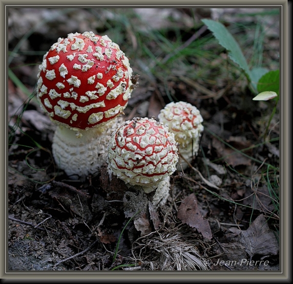 Vliegenzwam - Amanita muscaria IMG-8663 (2)