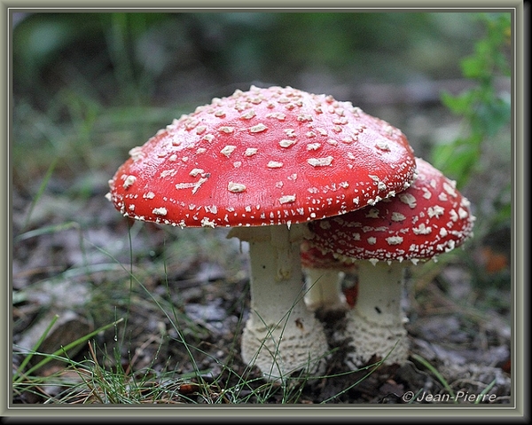 Vliegenzwam - Amanita muscaria IMG-8663