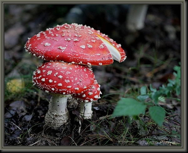 Vliegenzwam - Amanita muscaria IMG-8664 (2)