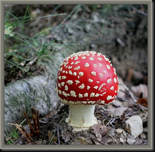 Vliegenzwam - Amanita muscaria IMG-8664
