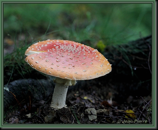 Vliegenzwam - Amanita muscaria IMG-8666