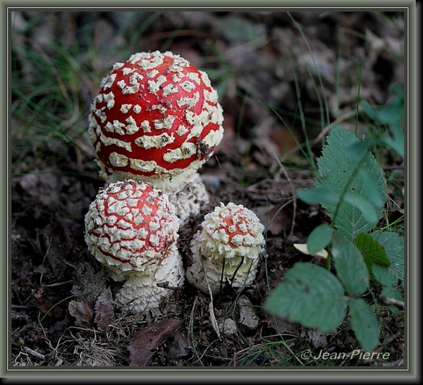 Vliegenzwam - Amanita muscaria IMG-8667