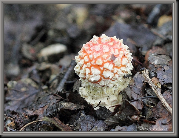 Vliegenzwam - Amanita muscaria IMG-8669