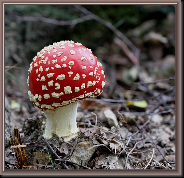 Vliegenzwam - Amanita muscaria IMG-8670