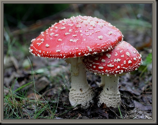 Vliegenzwam - Amanita muscaria IMG-8671