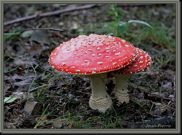 Vliegenzwam - Amanita muscaria IMG-8675