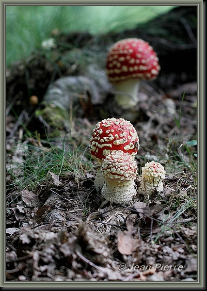 Vliegenzwam - Amanita muscaria IMG-8686