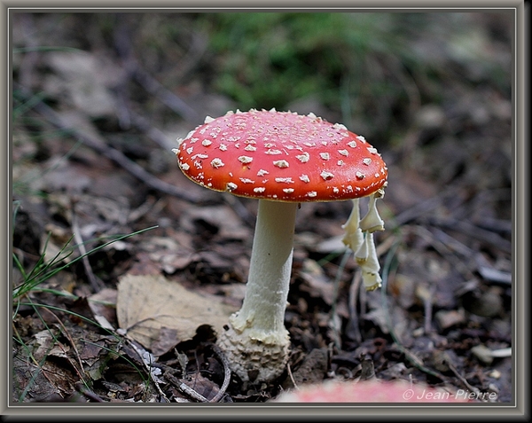 Vliegenzwam - Amanita muscaria IMG_2841 (2)