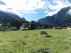 Wilderswil
