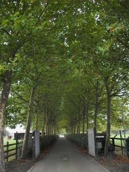 32-Stoeterij Van De Helle