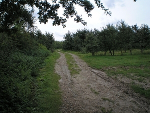 Bronsgroen wintereik