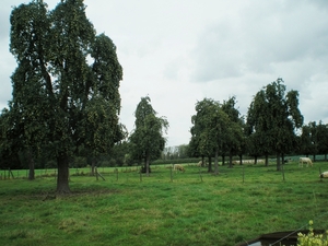 peijeren en kuuj , ma 't zen peren