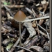 Inktzwam spec. - Coprinus spec. IMG-7389