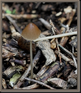 Inktzwam spec. - Coprinus spec. IMG-7389