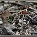 Inktzwam spec. - Coprinus spec. IMG-7409