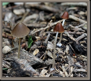 Inktzwam spec. - Coprinus spec. IMG-7409