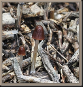 Inktzwam spec. - Coprinus spec. IMG-7430