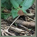 Inktzwam spec. - Coprinus spec. IMG-7438